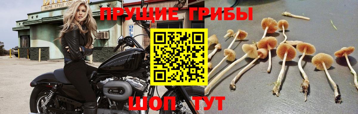 Липецк  Псилоцибиновые грибы ЛСД  Вход с VPN 
